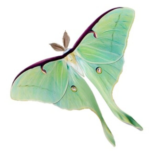 SOLD OUT - Picture 1 of 1